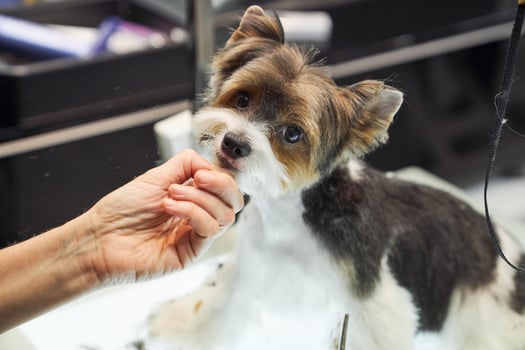 Cute dog looking at camera in grooming salon photo