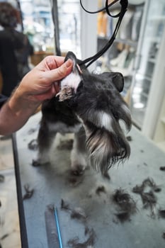 Crop groomer grooming Miniature Schnauzer dog on table photo