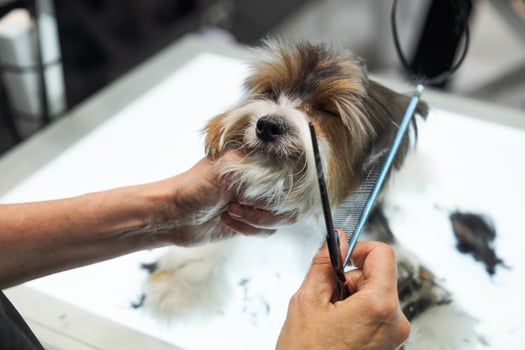 Crop master cutting hair of purebred dog on table photo