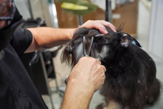 Crop professional groomer doing haircut to dog photo