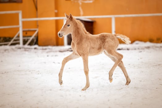 Cute little red colt runs through the snow on the ranch, outdoor photo