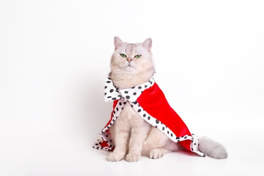 A calm white cat in red mantle, sitting on a white background photo