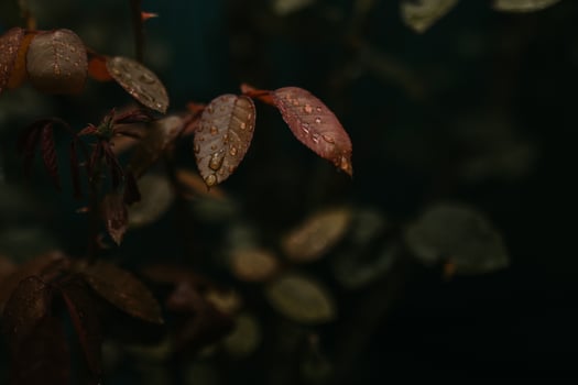 Wet green plant in garden photo