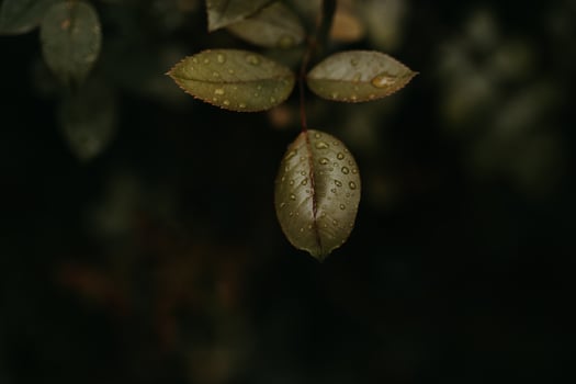 Wet green plant in garden photo
