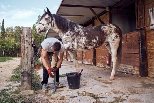 A man is grooming a horse photo