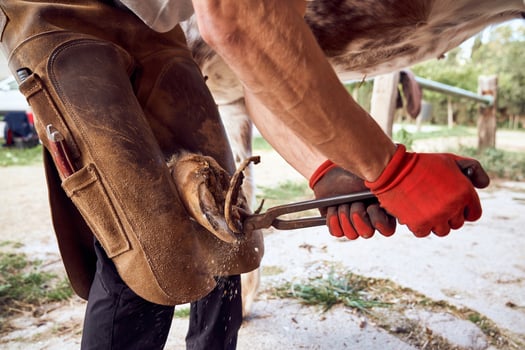 A man is holding a horse's hoof with a pair of pliers photo