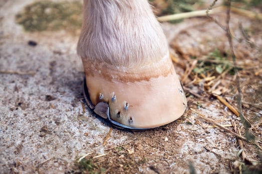 A close up of a horse's foot with a shoe on it photo