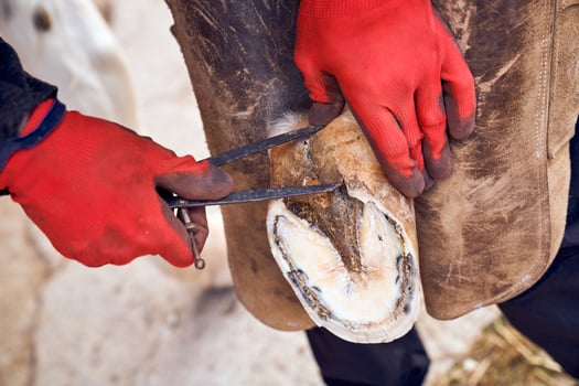 A person is cutting a horse's hoof with a pair of scissors photo