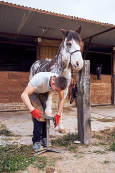A man is working on a horse. A man is doing his job photo