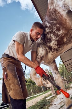 A man is working on a horse photo