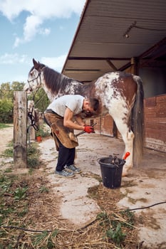A man is grooming a horse in a horse centre photo