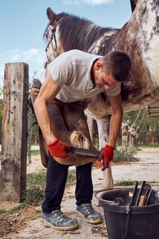 A man is working on a horse. A complete set of tools in a bucket photo