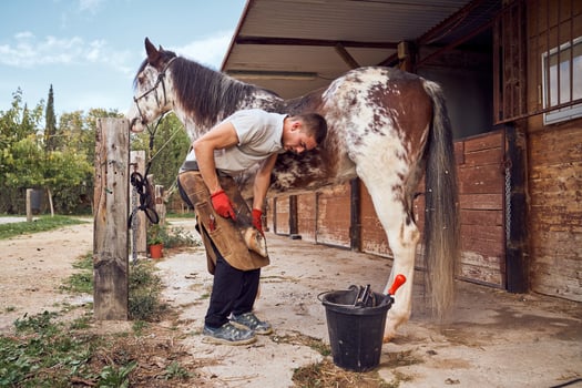 A man is grooming a horse in a stable photo