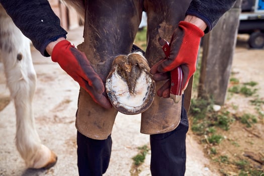 A person is holding a horse's shoe photo