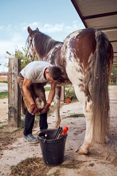 A man grooming a horse photo