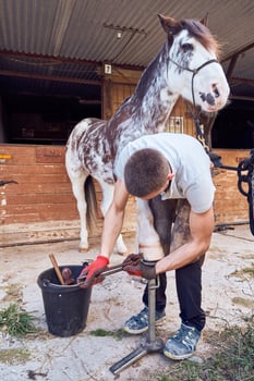 A man is working on a horse alone photo