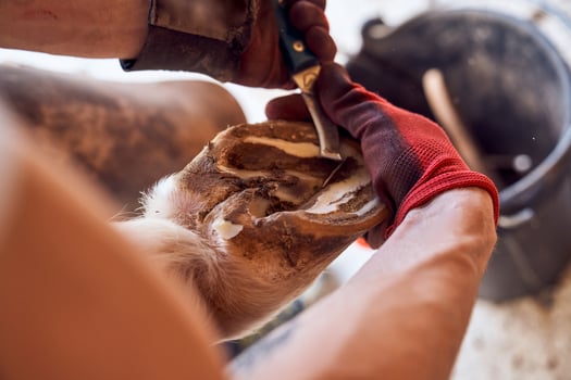 A person is using a knife to cut a horse's hoof photo