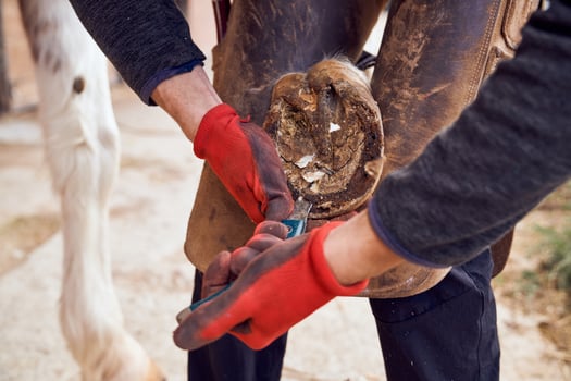 A person is cutting a piece of leather with a pair of gloves photo