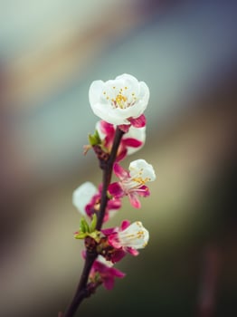 Apricot branch with white and red blossoms photo