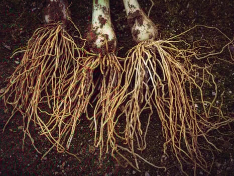 Onion with long roots on ground photo