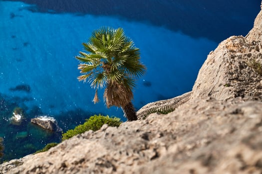 Palm tree hanging from cliff over sea photo