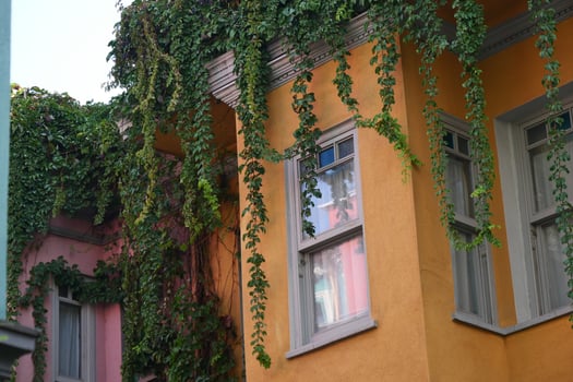 Colorful buildings covered in greenery create a unique urban landscape photo