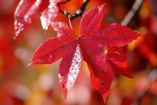 Close-up of a vibrant red maple leaf with droplets. photo