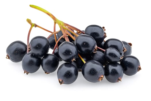 Freshly picked aronia berries showing rich dark color on white background photo