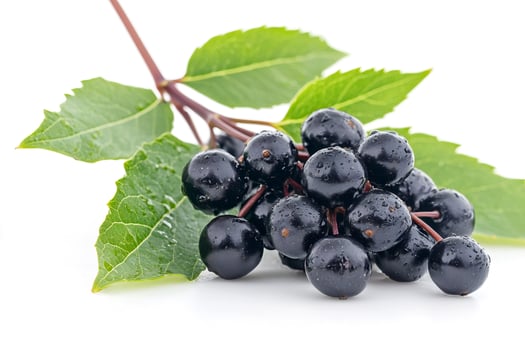 Freshly picked elderberries with leaves resting on white background photo