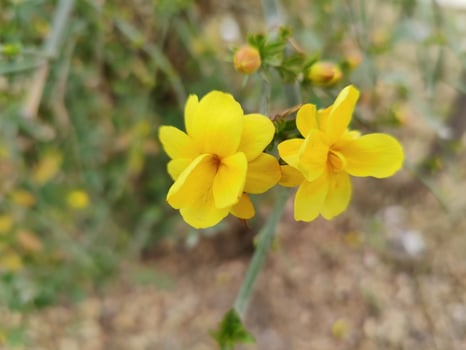 Scenic view of Winter jasmine Jasminum nudiflorum highlighting its radiant yellow blooms. photo