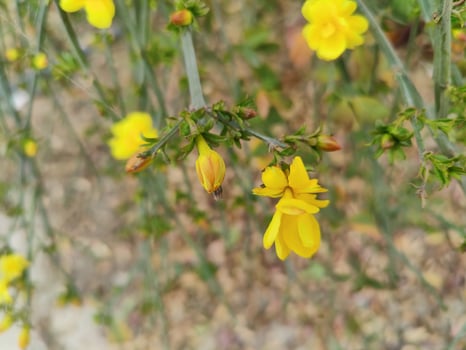 Vivid photograph of Winter jasmine Jasminum nudiflorum flowers in their natural beauty. photo