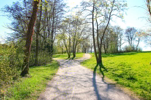 Green Vegetation in the Park with Grass and Trees photo