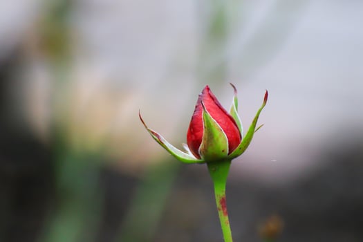 Beautiful Red Roses and Budding Flowers Adorn the Peaceful Park photo