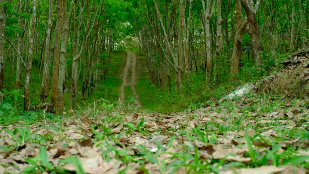 peaceful forest path winding through a lush rubber tree photo