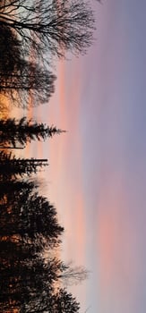 Vertical landscape of sunset with black trees photo