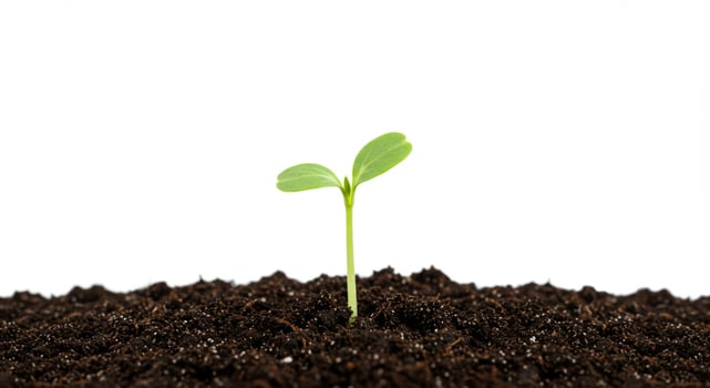 Young Plant in Soil Isolated photo