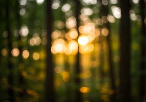 Golden Sunbeams Filtering Through Forest Canopy photo
