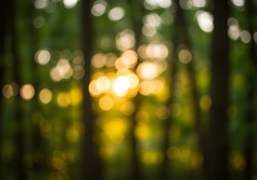 Golden Sunlight Filtering Through Forest Trees photo