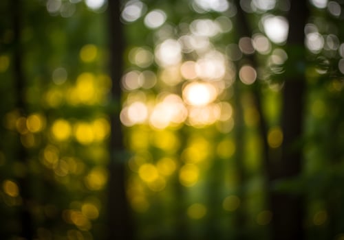 Golden Sunbeams Filtering Through a Verdant Forest Canopy photo