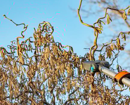 Pruning hazel tree Corylus avellana with pruning shears. Early spring. Close-up. photo