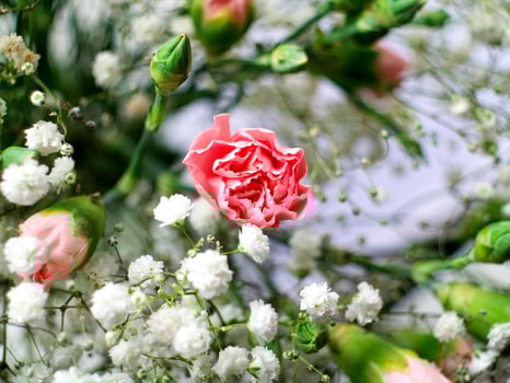 A bouquet of pink flowers with white flowers in the background photo