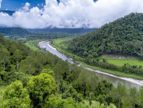 Embark on a mesmerizing journey into the heart of the rainforest, where a pristine river gracefully winds its way through a tapestry of lush greenery, seemingly vanishing into the ethereal embrace of photo