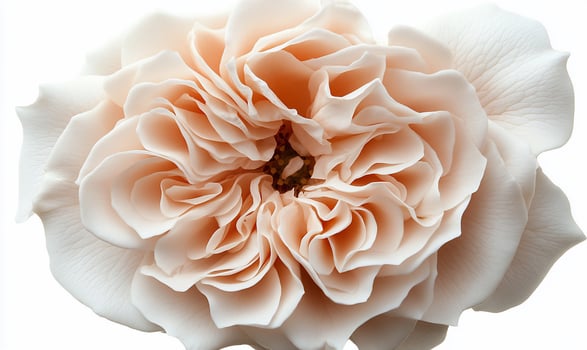 Close-up of a delicate, pastel peach rose photo