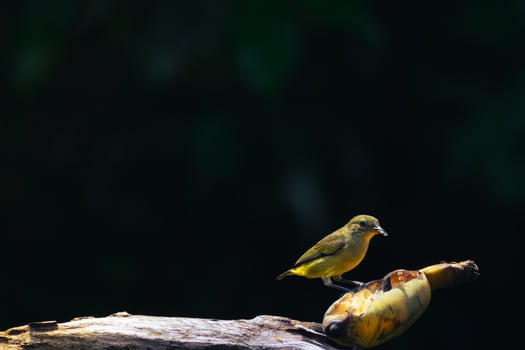 A little bird perched on the banana photo