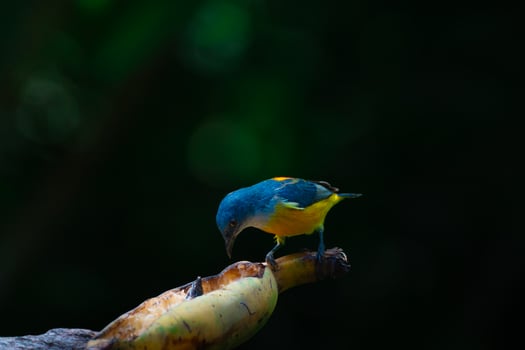 a little blue and yellow bird perched on the branch for banana photo