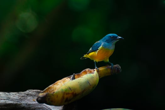 beautiful bird alone perched on branch photo