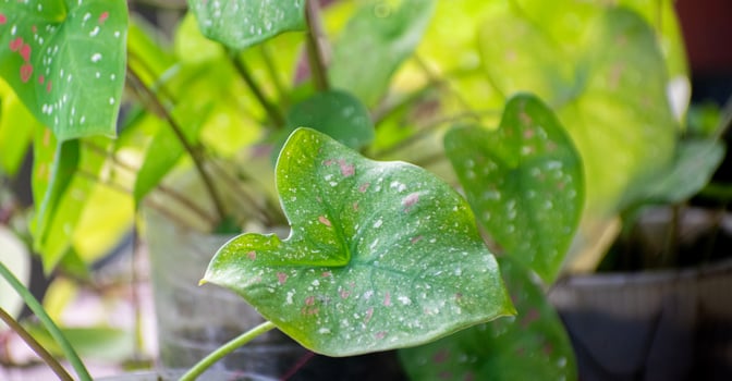 Caladium Plant with Colorful Heart-Shaped Leaves photo