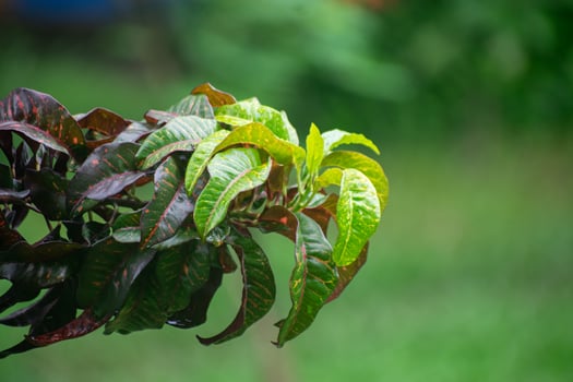 Variegated Croton Plant with Colorful Leaves and Patterns photo