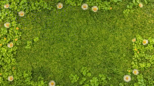 Green grass background with border of daisies and fresh leaves for natural concept photo