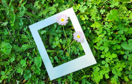Two pink daisies in a white cardboard frame on a background of fresh green leaves. photo